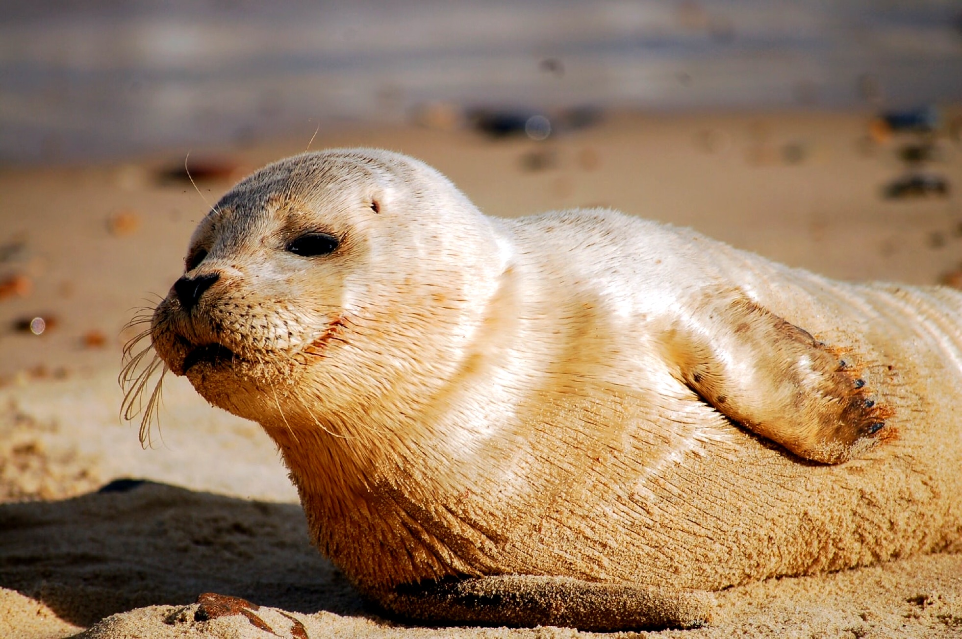 2009, HiDef, Wind Enabling Actions, Survey of Seabirds and Mammals (Moray Firth, Hastings, West Isle of Wight and Bristol Channel)